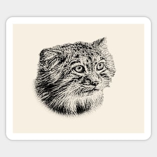 Manul-Pallas'cat Sticker